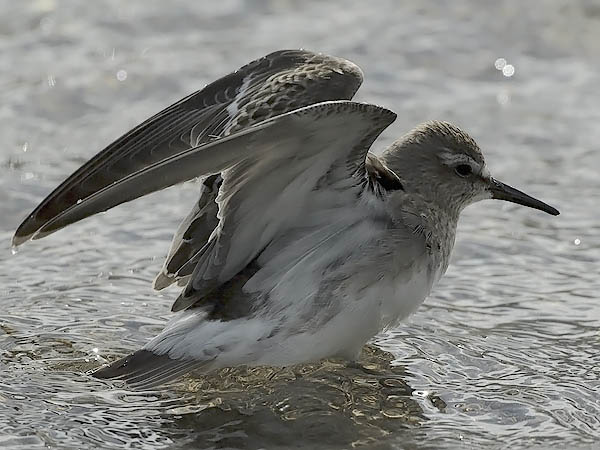 Valkoperäsirri, White-rumped Sandpiper, Calidris fuscicollis